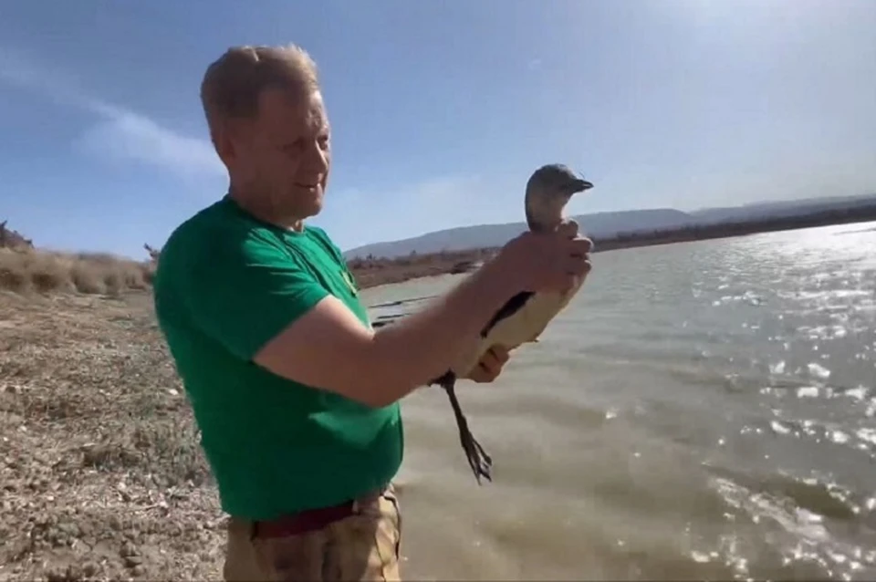 В Крыму рассказали о состоянии прошедших реабилитацию после разлива мазута птиц