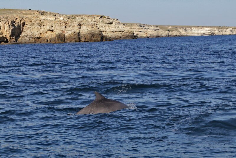 В Крыму на берег выбросились более 50 дельфинов