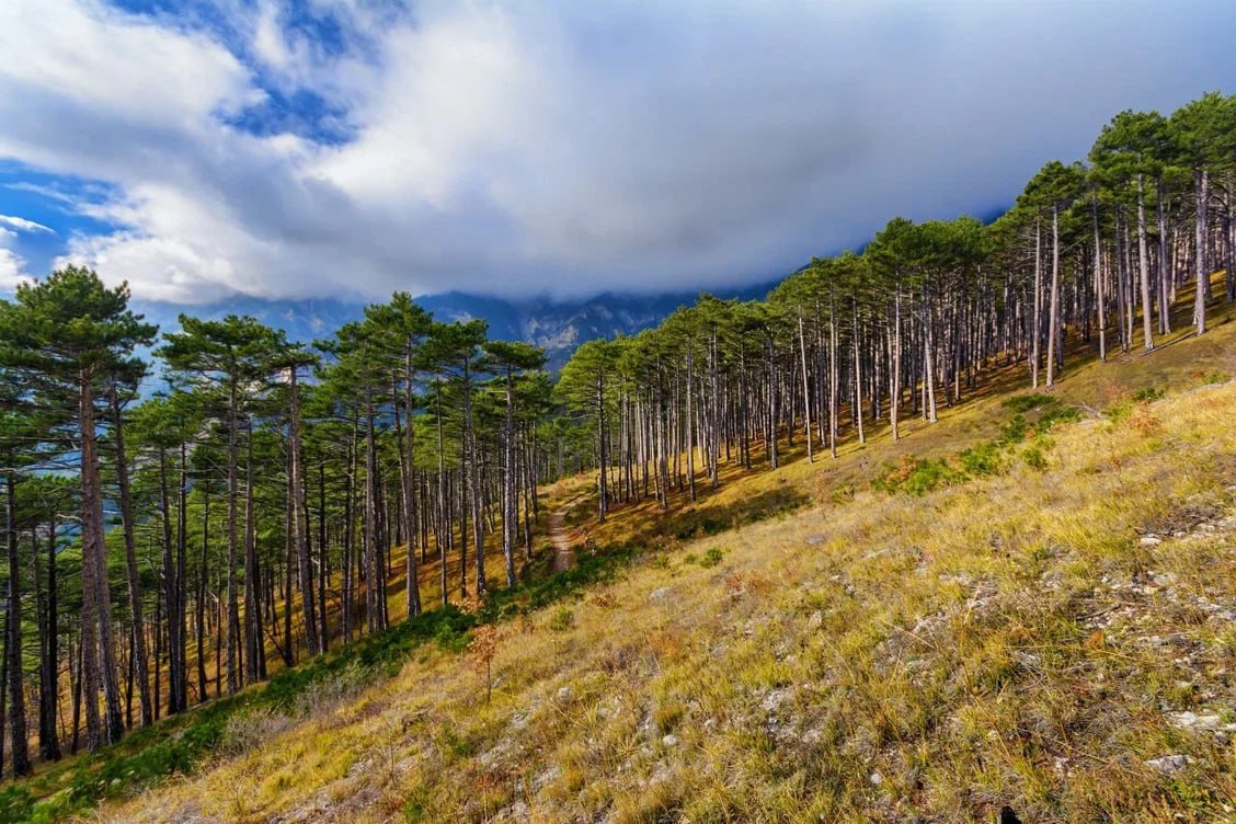 Ялтинский заповедник вновь открыт для посещения