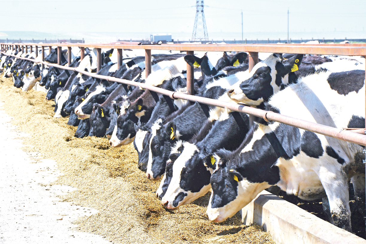 Роботы, аппаратное доение и сексированное семя: новые технологии в сельском хозяйстве Крыма