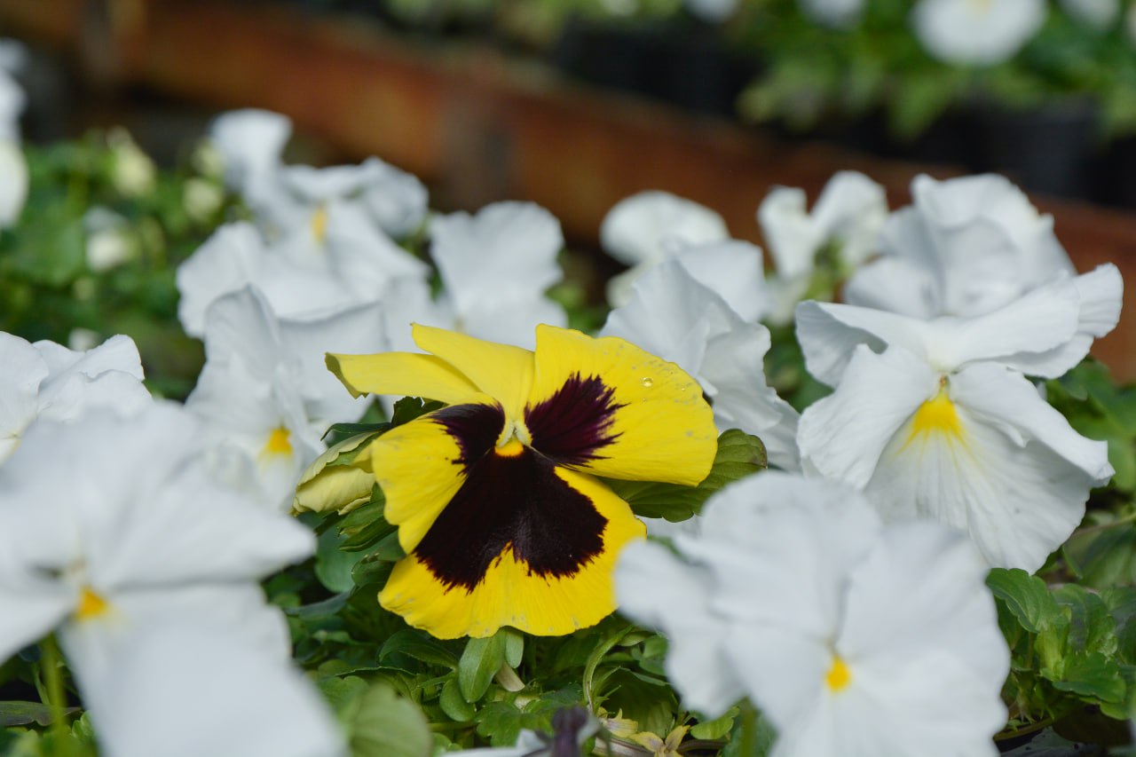 Улицы Симферополя украсят более 70 тысяч цветов 