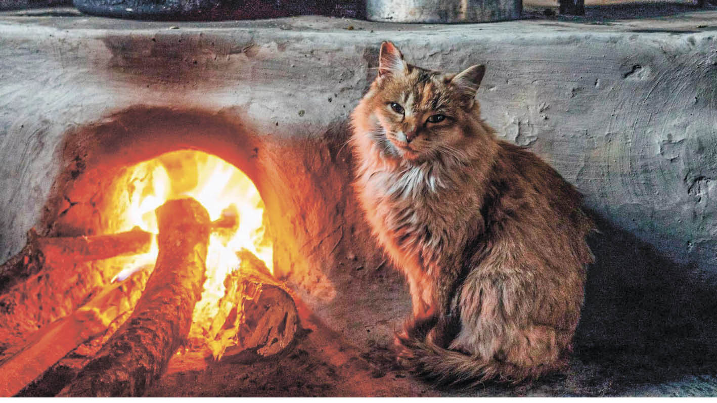 Почему кошки могут привести к пожару в доме 