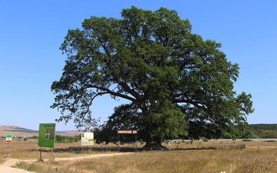 Крымский дуб завоевал бронзу на конкурсе российских деревьев