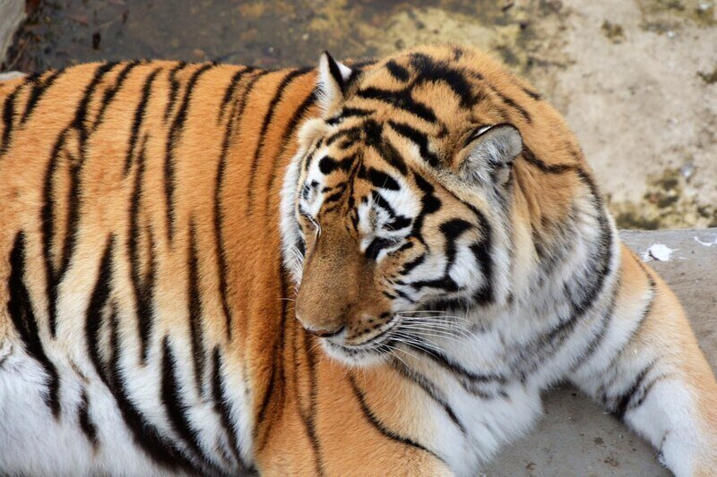 Какой сегодня праздник: 29 июля