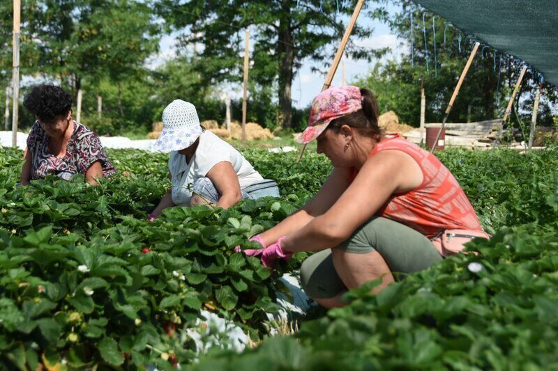 Крымские фермеры собрали 400 тонн садовой земляники