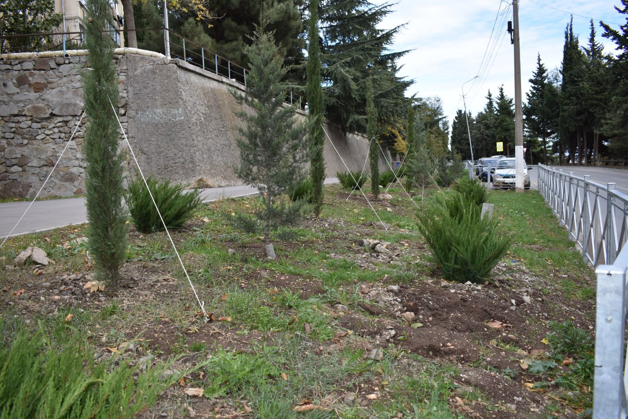 В Алуште украли недавно высаженные кипарисы и можжевельник