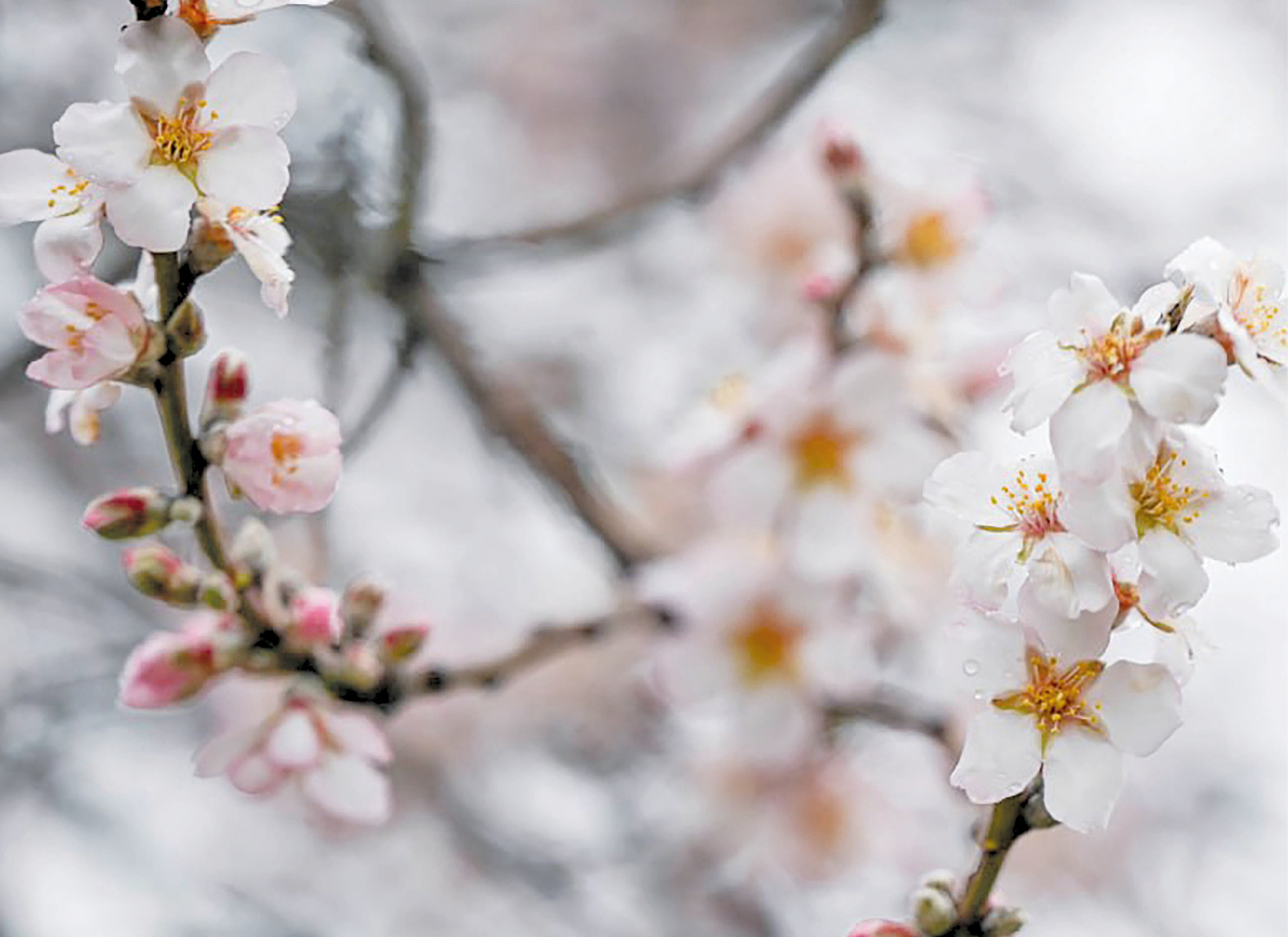 Изысканная форма и тонкий аромат цветов: как миндаль в Крыму вдохновлял поэтов, спасал героев и стал символом весны