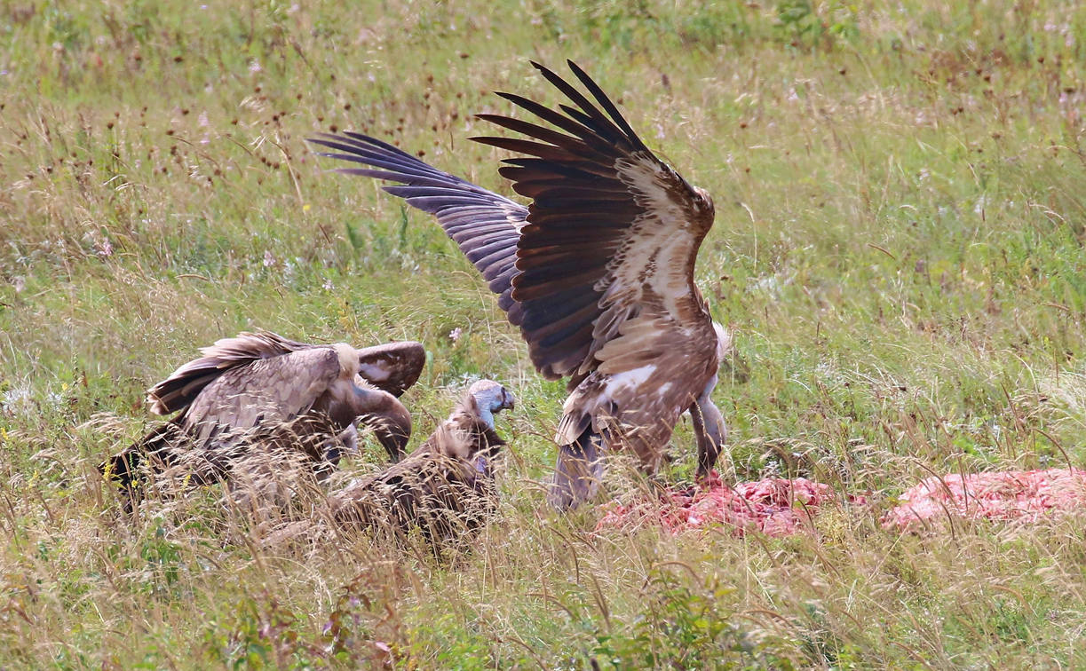 Как в Крыму сохраняют популяцию краснокнижных грифов и сипов