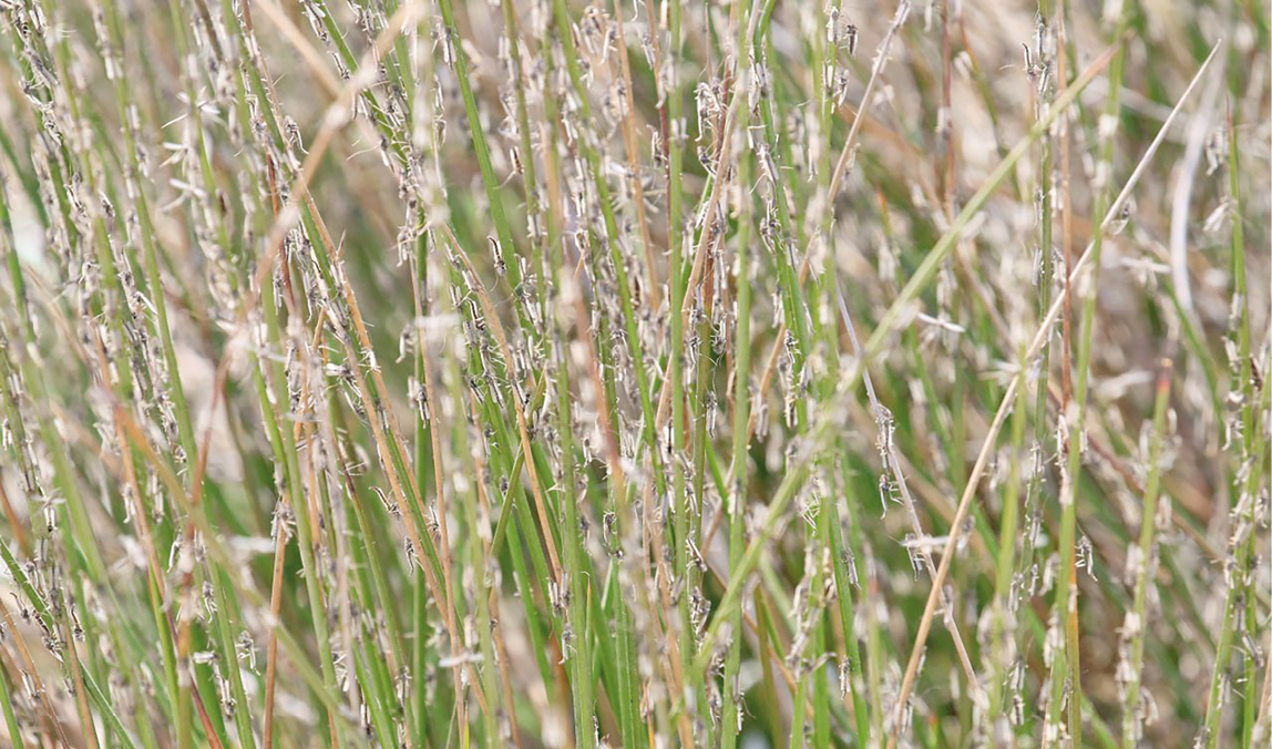 Учёный рассказал, когда и где в Крыму миллионы особей участвуют в «комарином смерче»