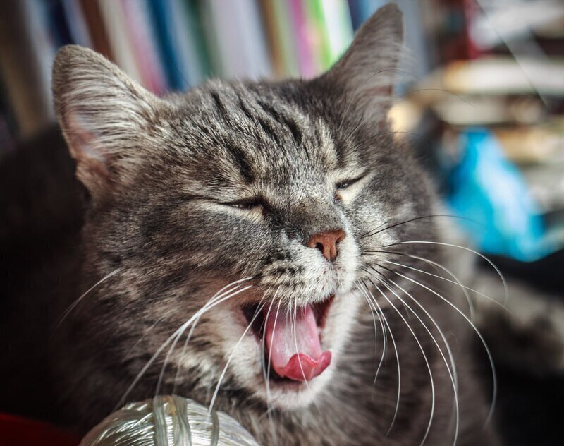 8 августа: какой сегодня день