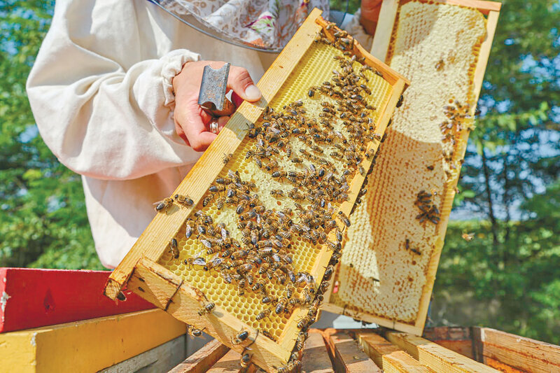 Что такое апитерапия, почему укус может быть желанным и как найти добрых пчёл: как проходят будни пасечника
