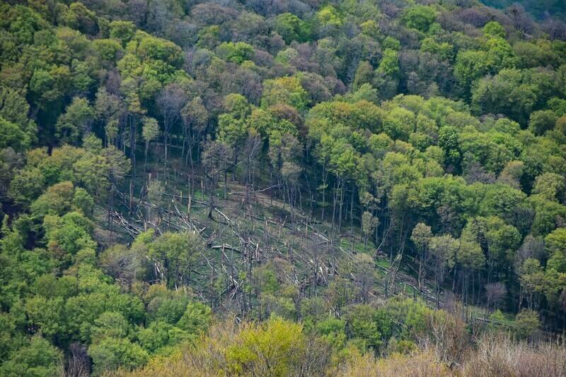 Что грозит за незаконную вырубку новогодних ёлок в Крыму