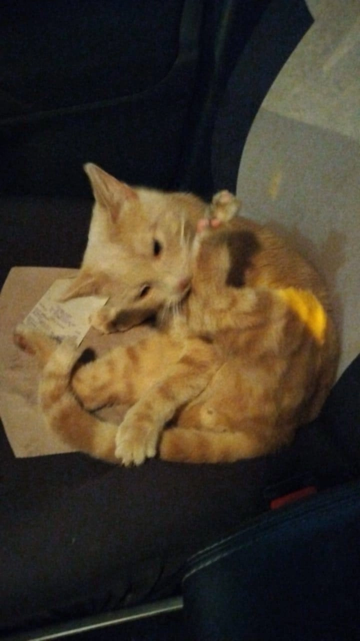 Сильно похудел и глазки испуганные: кот, которого похитили сбежавшие от родителей в Крым московские школьницы, найден живым