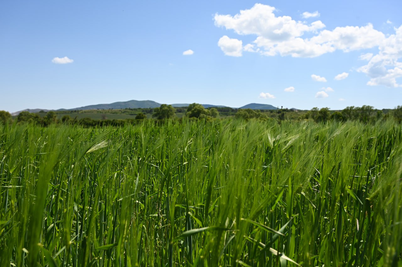 Как Крым готовится к уборке зерновых: поддержка аграриев и нововведения