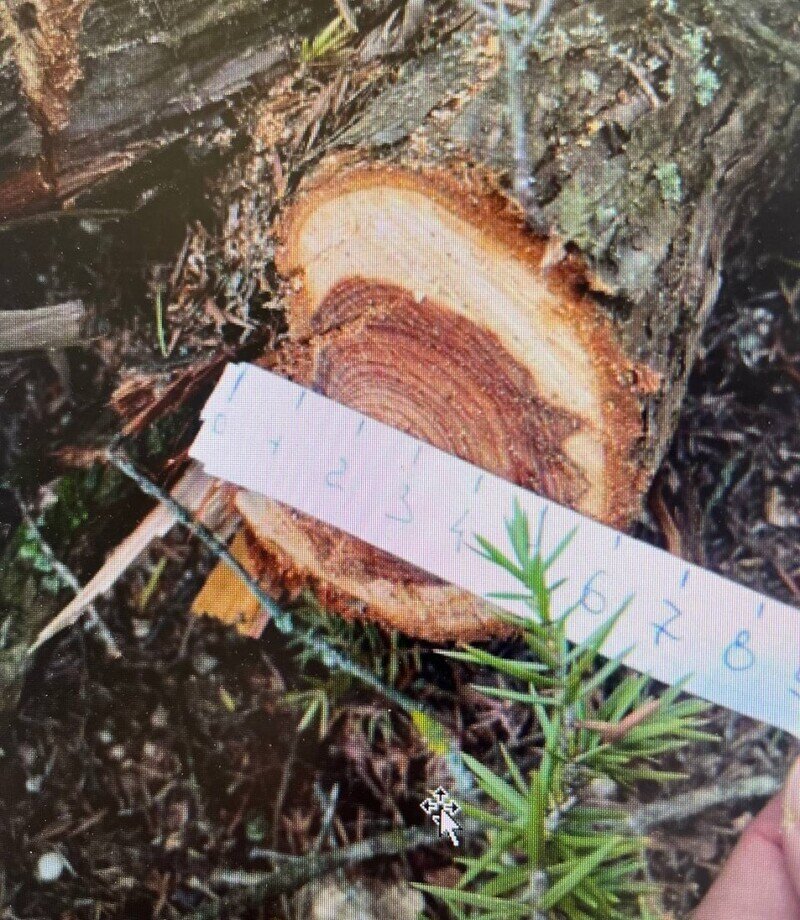 В Бахчисарайском районе незаконно вырубили 16 краснокнижных деревьев
