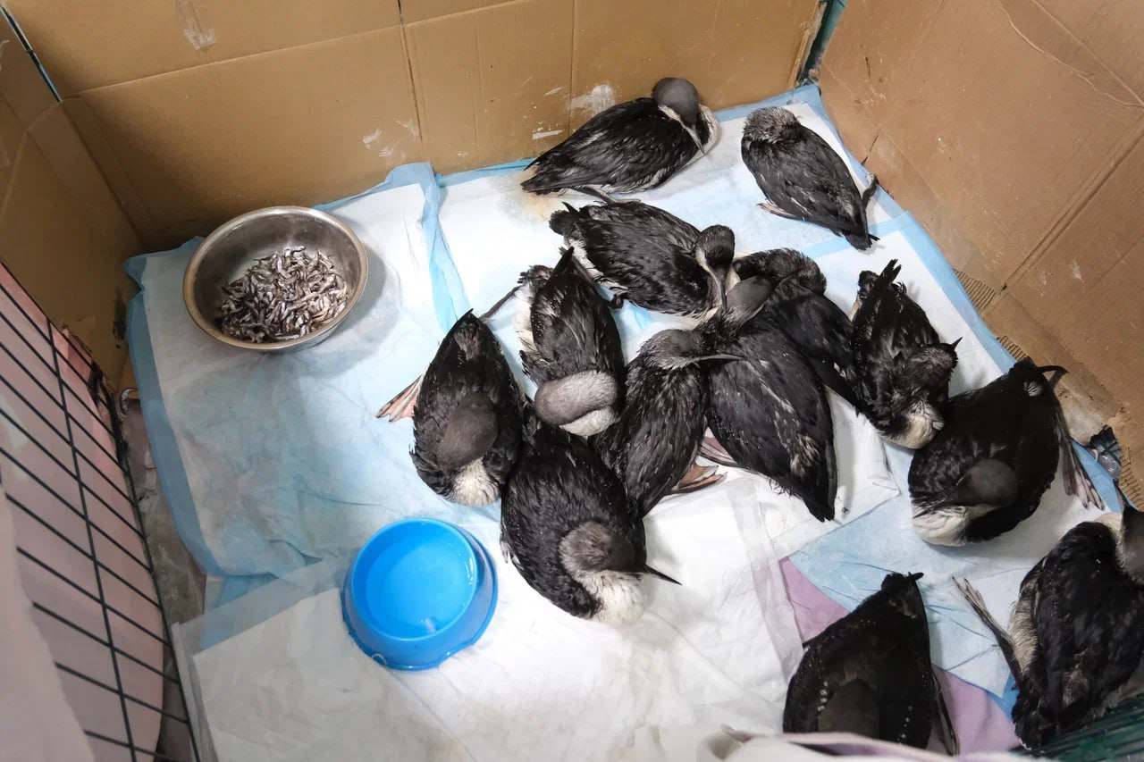 Пункт помощи птицам в Ялте будет работать круглосуточно