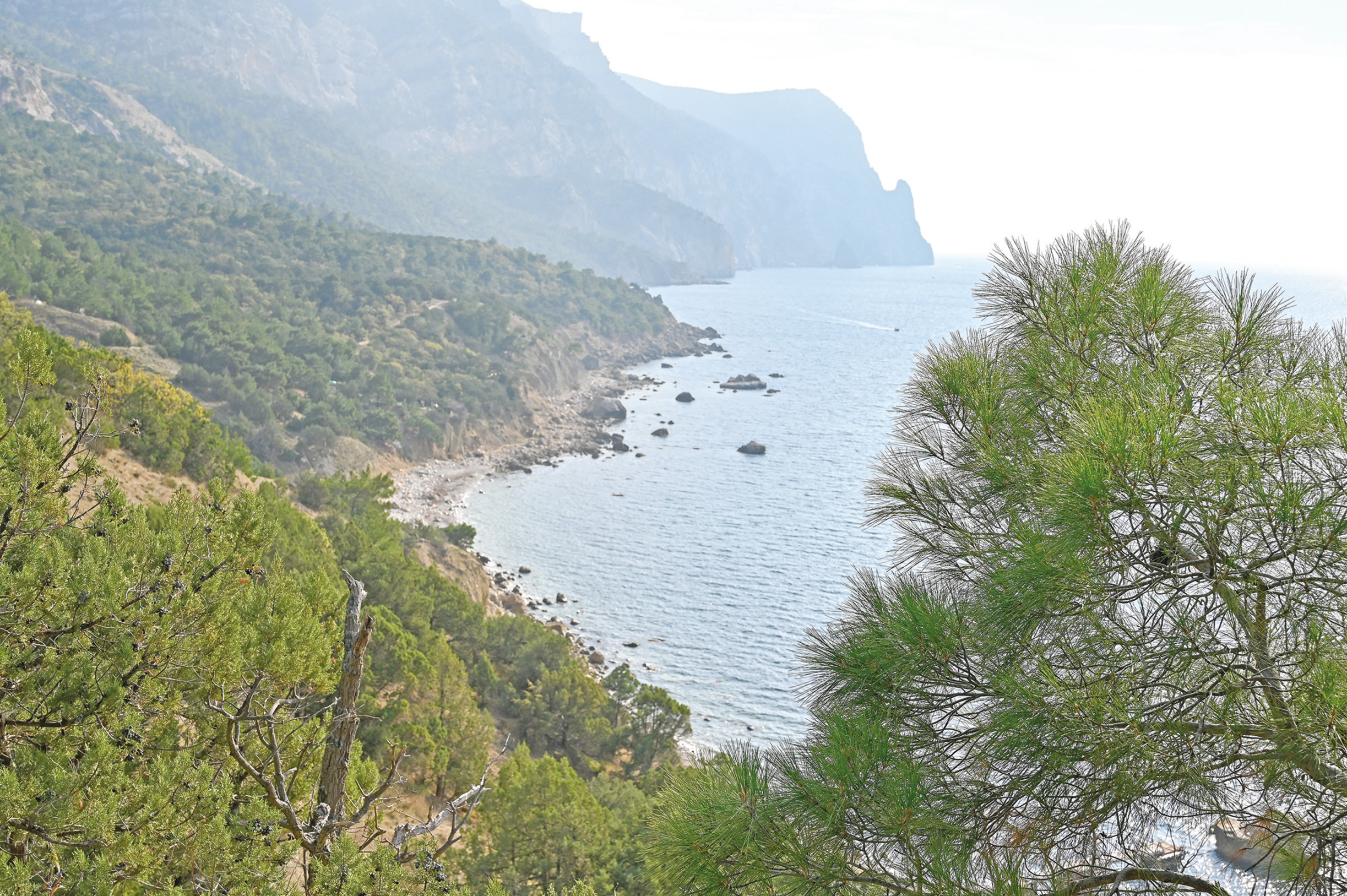 От шишки до саженца: как крымскую сосну возрождают в родных лесах и высаживают по всей стране как символ единства