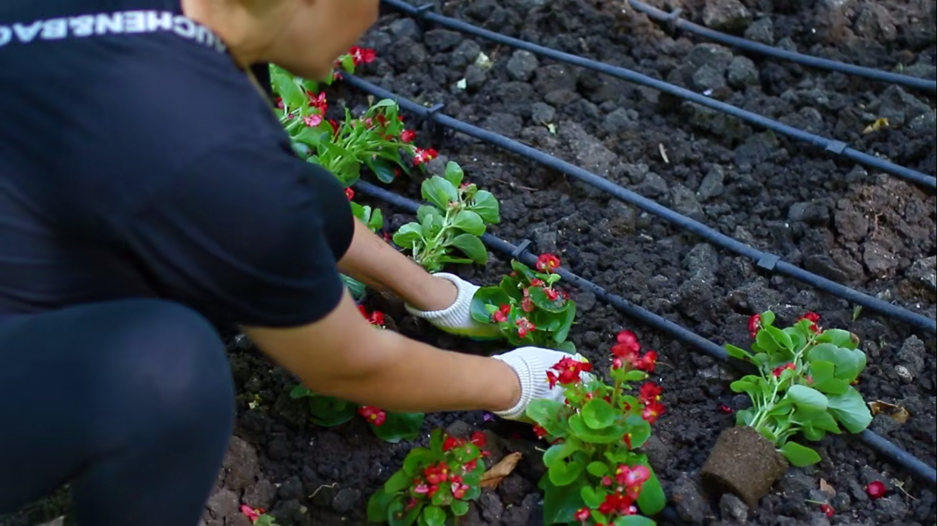 Гагаринский парк Симферополя украсили более 2000 ярких бегоний