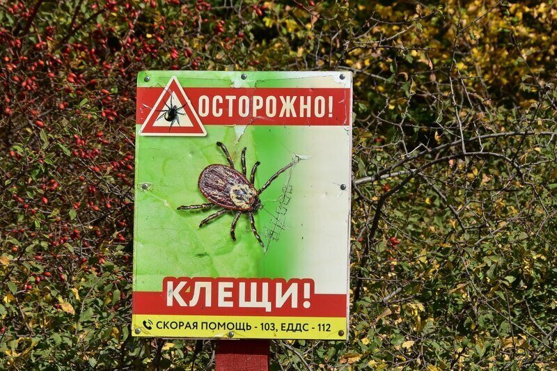 В Крыму 14 человек заразились клещевым боррелиозом 