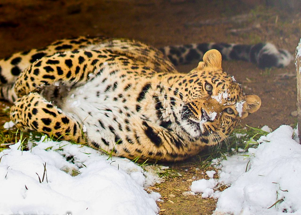 Игры, прогулки и сладкий сон: как проводят время обитатели симферопольского зооуголка в снежную погоду