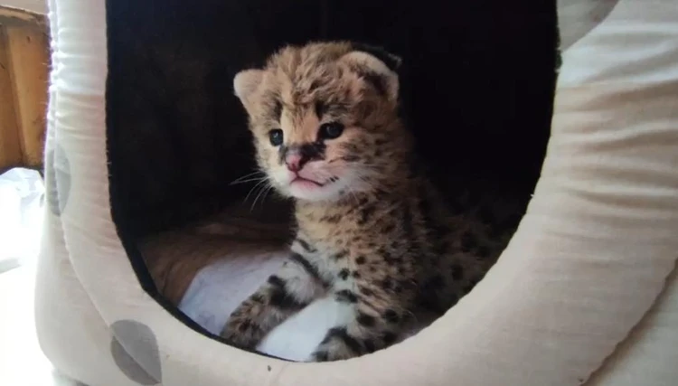 В зоопарке Бахчисарая родился котёнок сервала