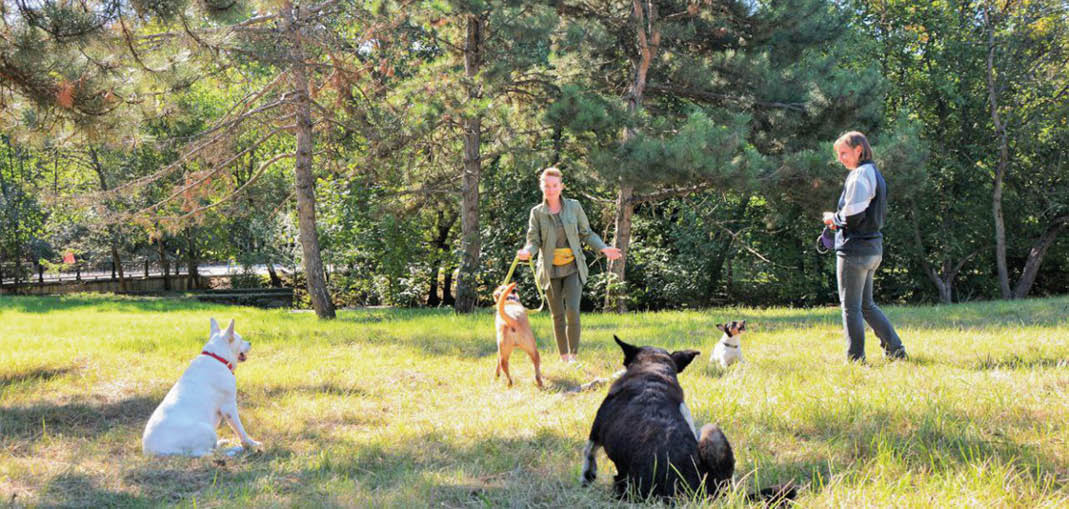 Как защитить питомца от клещей и безопасно извлечь насекомое 