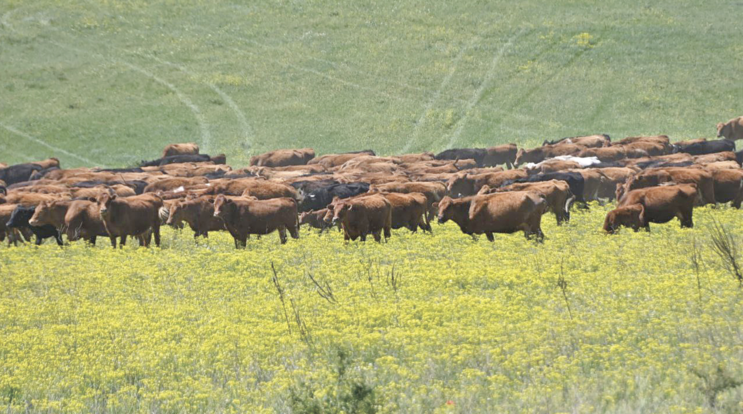 Как в Крыму производят мраморную говядину и при чём здесь лимузин