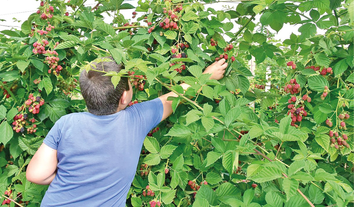 Дачникам разрешено торговать урожаем на рынках и ярмарках: как законно реализовать свою продукцию