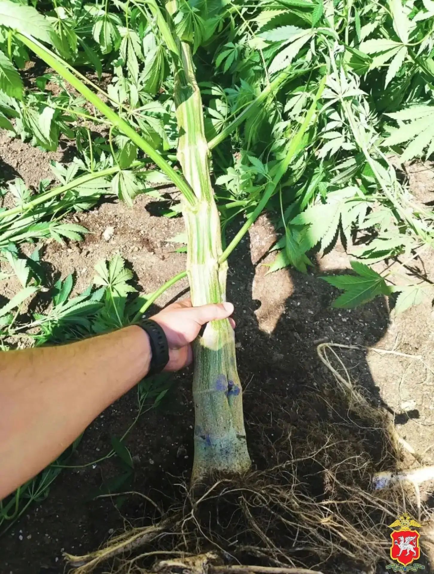 В Евпатории поймали наркосадовода
