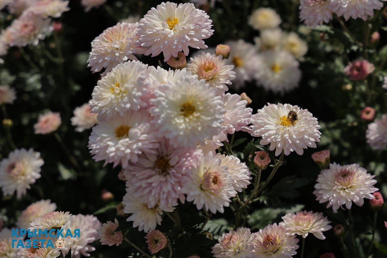 Никитский ботсад готовится к открытию Бала хризантем - фоторепортаж 
