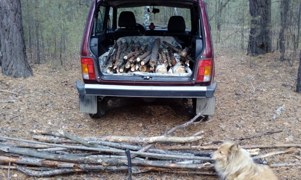 Крымчанам разрешили собирать валежник