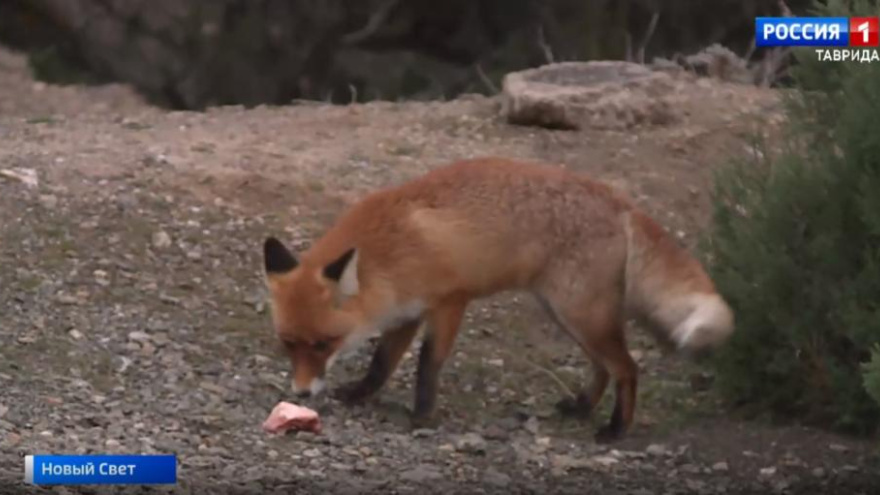 С наступлением холодов дикие лисы выходят в города Крыма