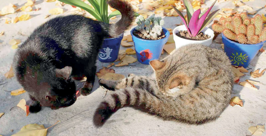 От жестокости – в приют: какие требования к владельцам домашних животных ужесточили в феврале