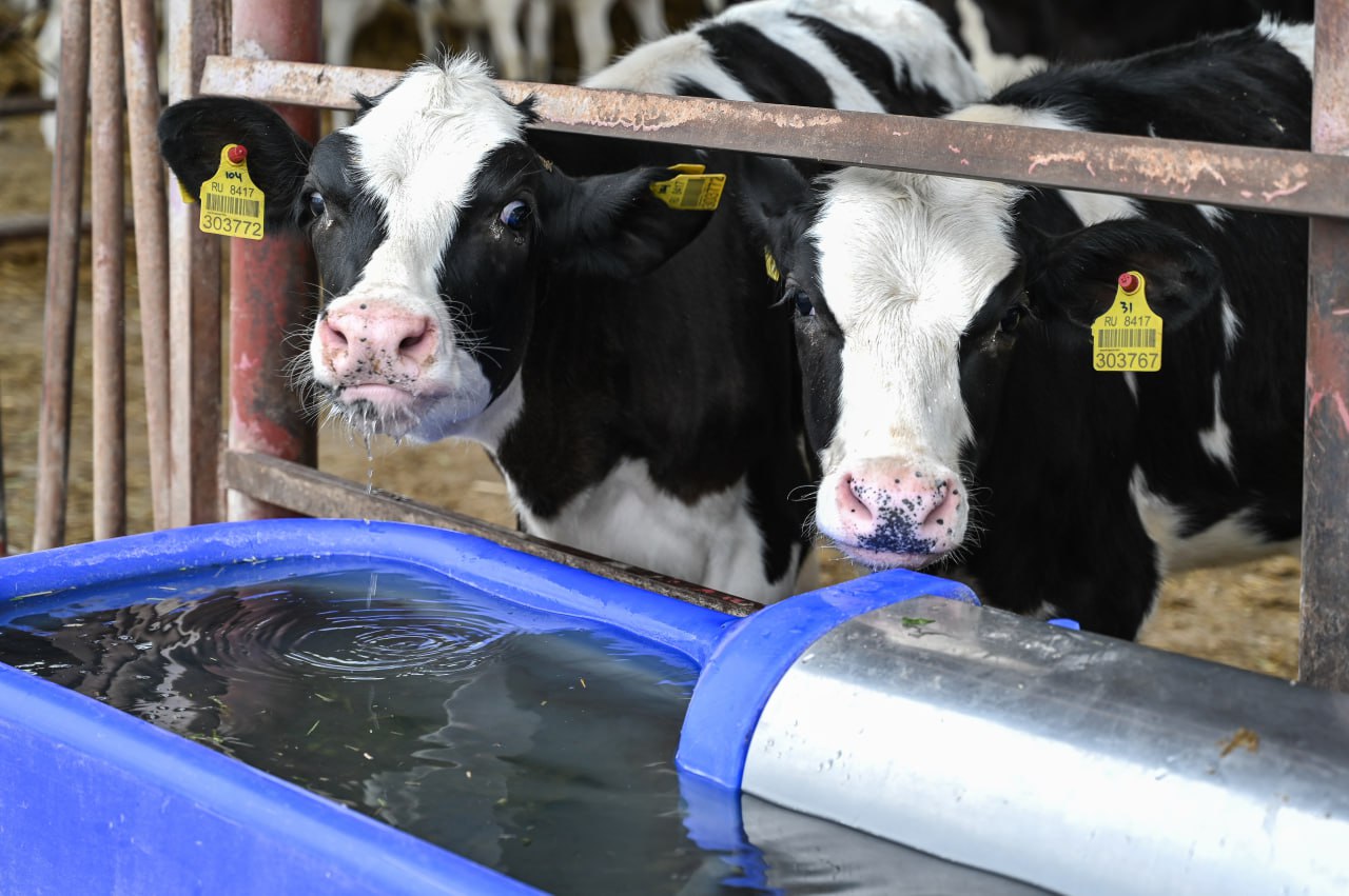 Фруктовые сады, теплицы и новая техника: как субсидии помогают развивать сельское хозяйство в Крыму