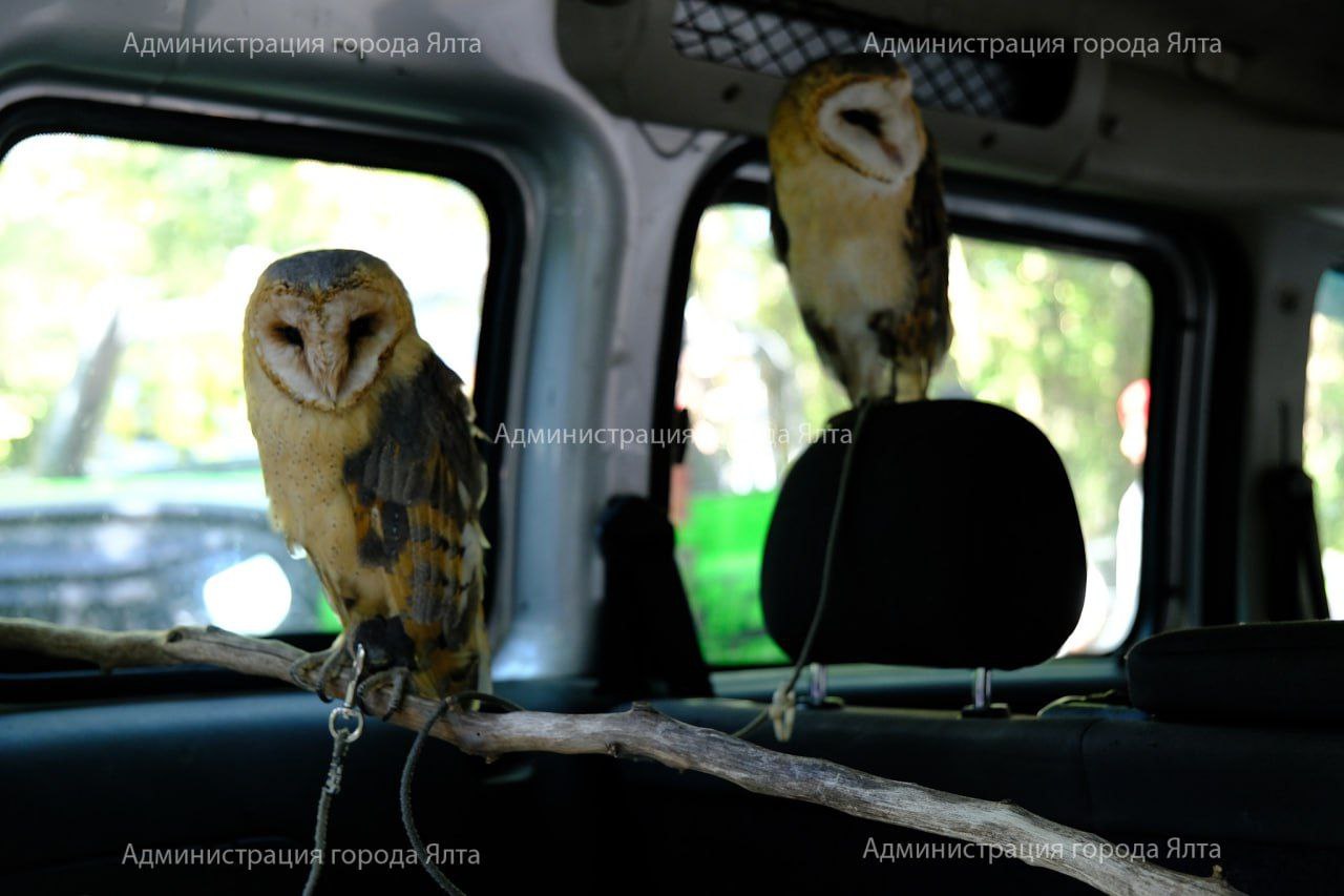У зоофотографов в Ялте изъяли двух сов, обезьяну и шиншиллу