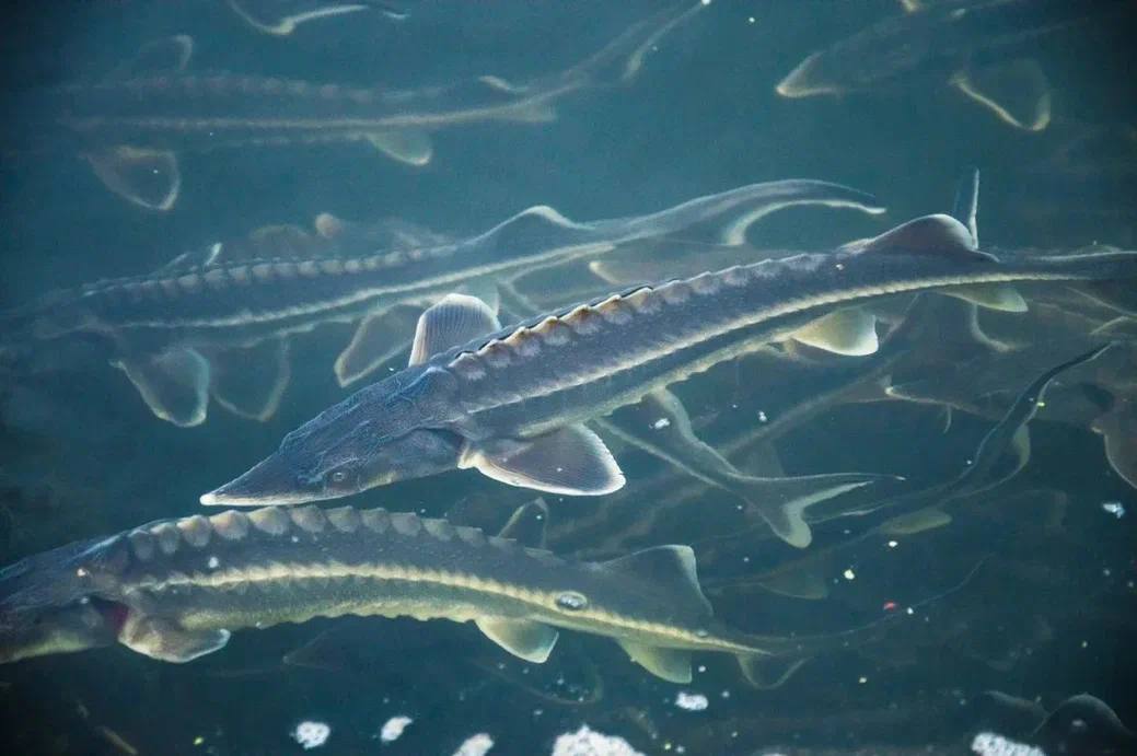 В Азовском море стало больше осётра