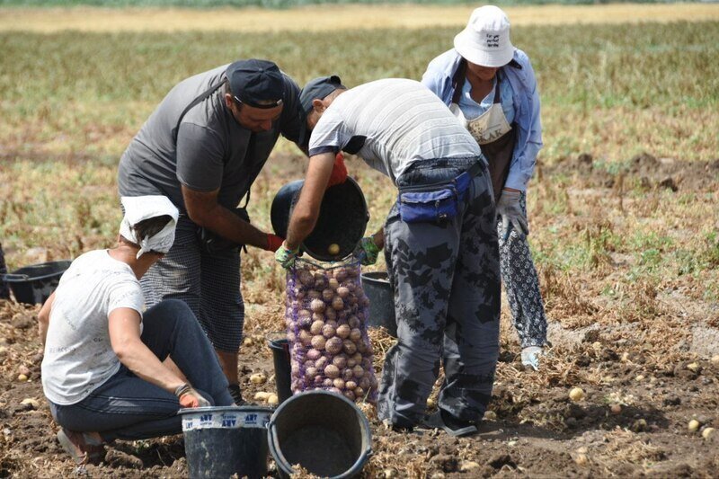 Помидоры, огурцы и лук: как в Крыму собирают овощной урожай