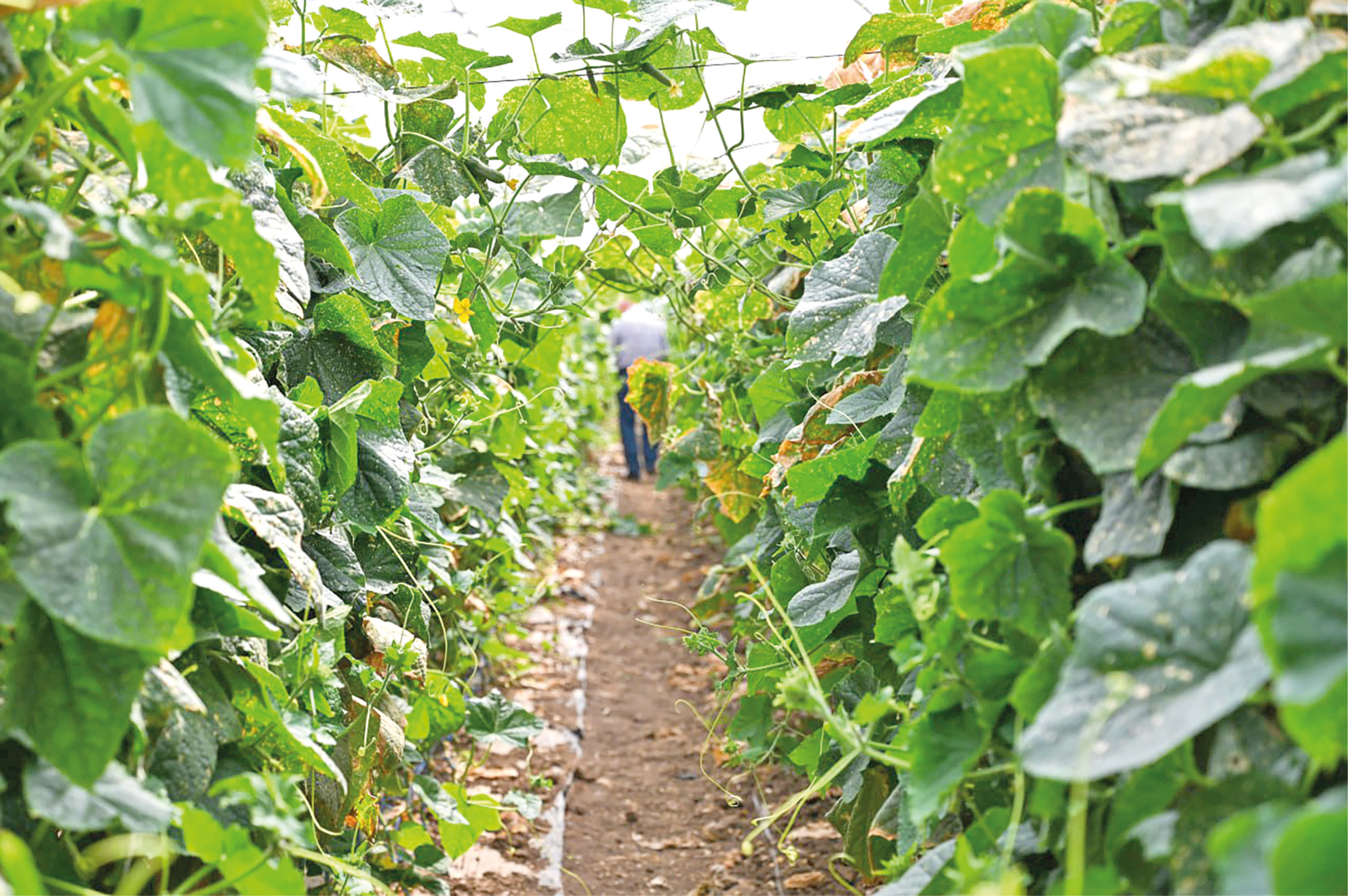 Огурец за полтысячи: из чего складывается цена на эти зимние овощи в Крыму и почему турецкие дешевле