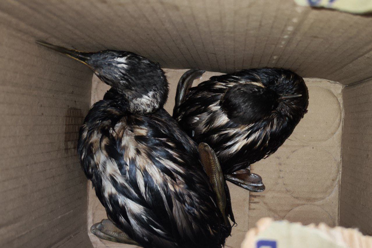 В Алуште начал работу Штаб помощи птицам, пострадавшим от разлива мазута