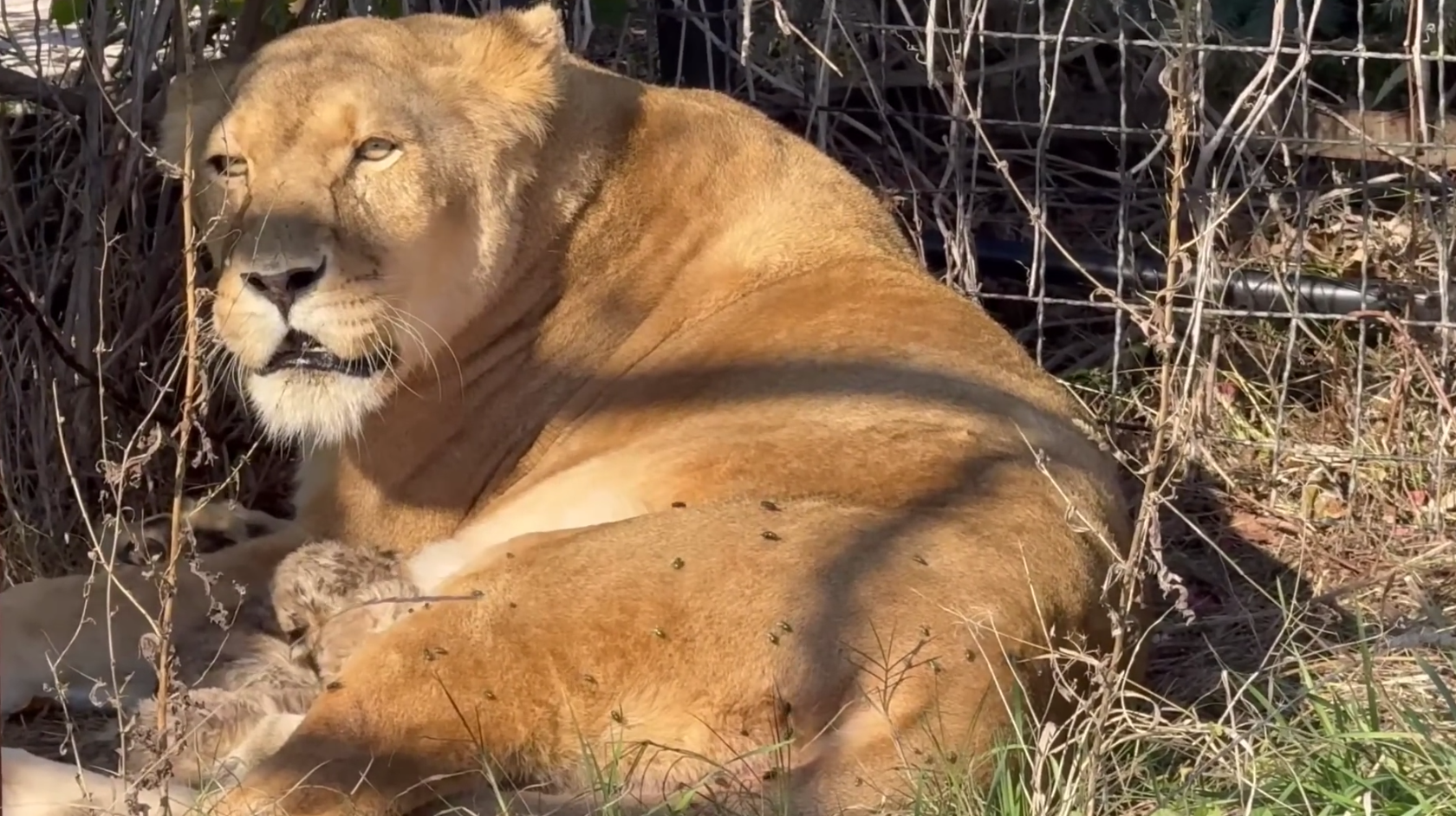 В крымском сафари-парке родились львята: почему в саванне они могут не выжить