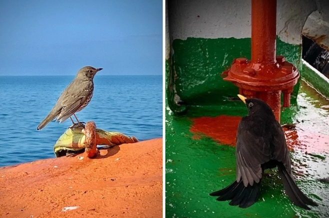 Кок из Керчи спасает зябликов от голода