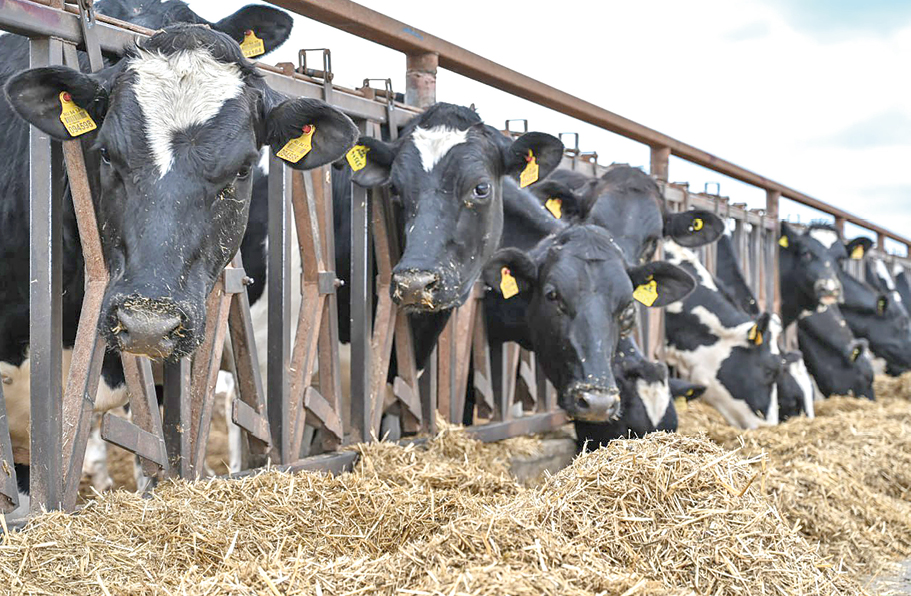 Могут ли крымчане рассчитывать на снижение цен на овощи и мясо