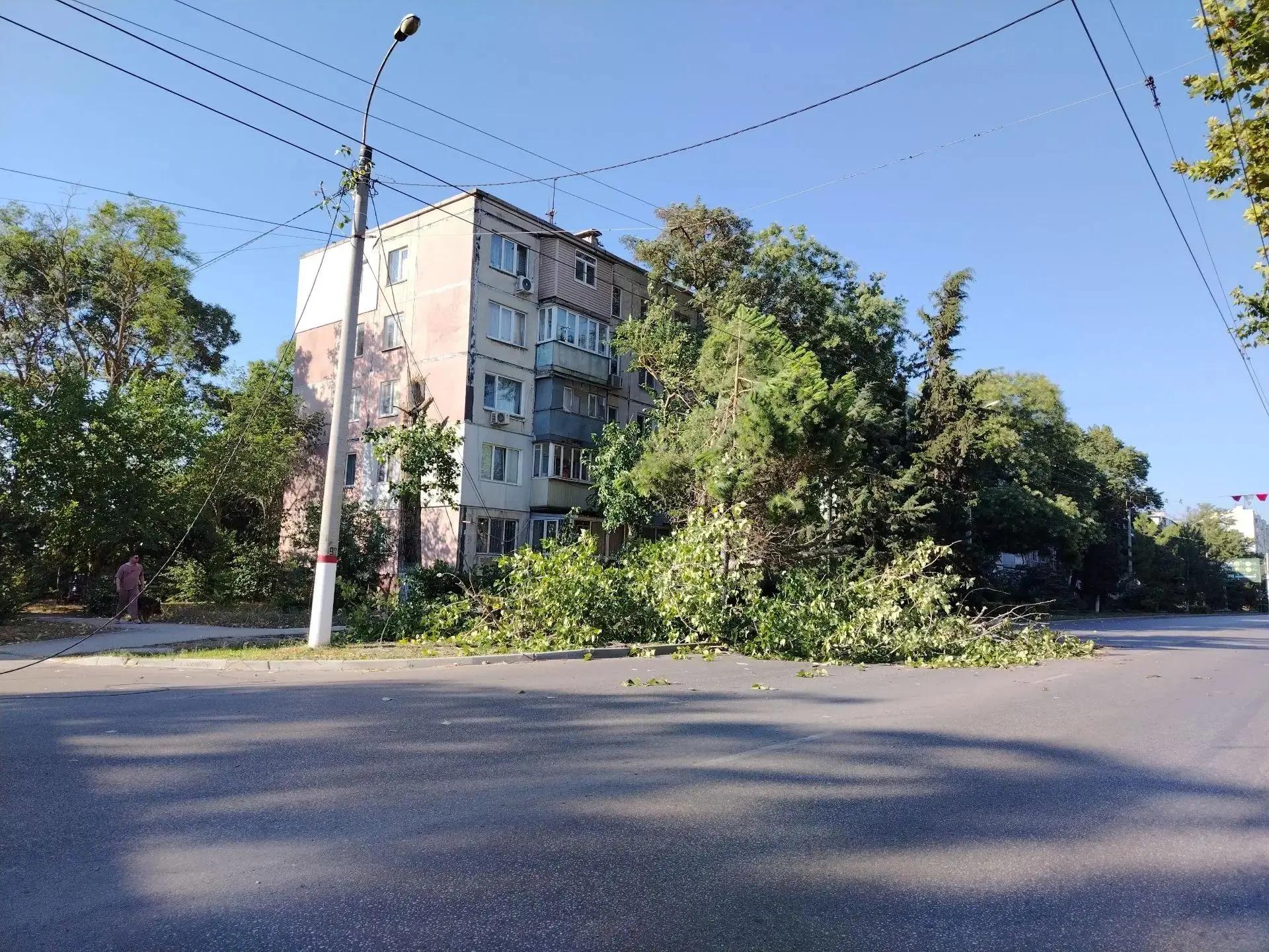 Тополь рухнул на провода в Керчи