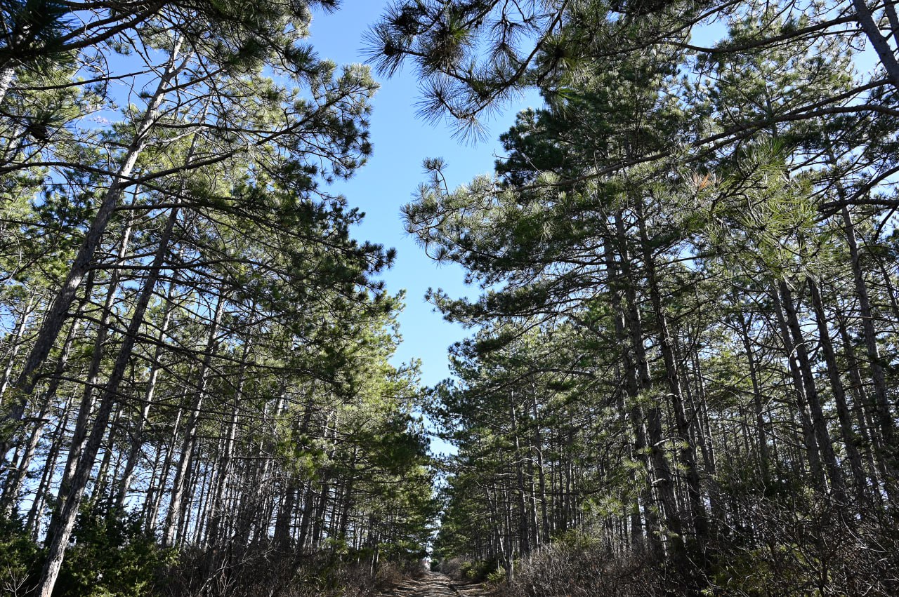 За лето спасатели отряда «ПоискКрым» нашли 123 пропавших человека