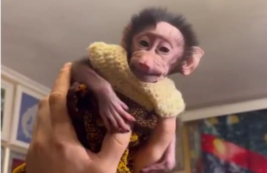 Обезьянка Анфиска из «Тайгана» примерила первую жилетку