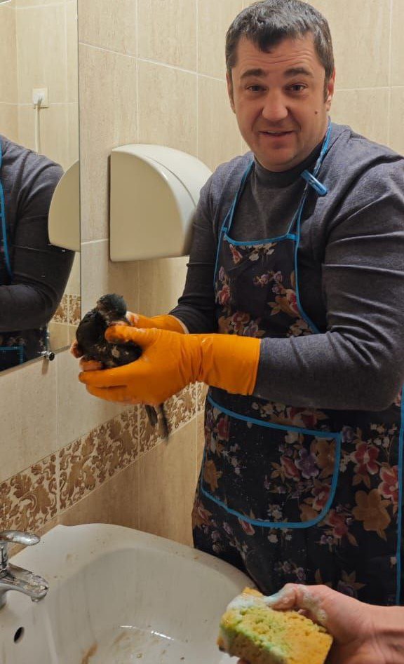 В Ялте спасли порядка 60 птиц, пострадавших от разлива мазута в Керченском проливе