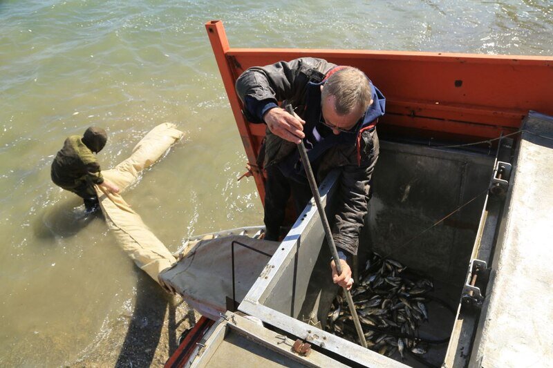  50 тысяч мальков амура и толстолобика: как зарыбляют водохранилища Крыма