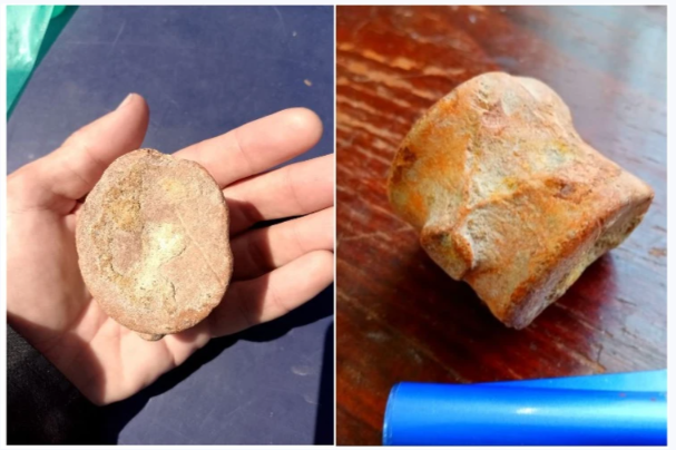 В Крыму нашли уникальные останки древнего ящера 