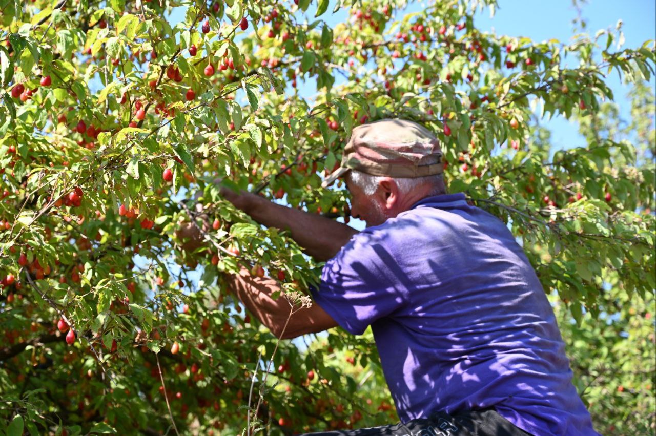 В Крыму стартовала уборка кизила