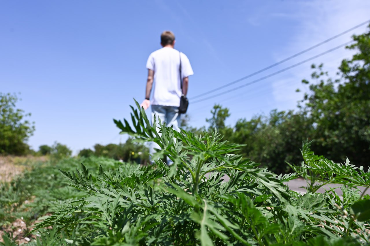 Собственникам земельных участков грозит штраф за амброзию